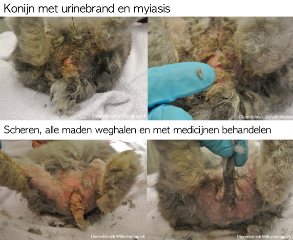 Myasis bij een konijn. Als er urinebrand is kunnen de vligen ook toeslaan!